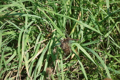 Sympetrum infuscatum