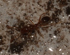 Formicidae