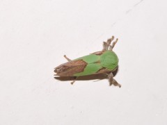 Aergina hilaris