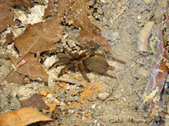 Dolichothele exilis
