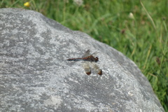 Sympetrum infuscatum