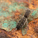 Arañas Saltarinas Alargadas - Photo (c) Thomas Shahan, algunos derechos reservados (CC BY-NC), subido por Thomas Shahan