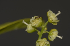 Formicidae