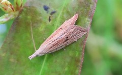Bactra noteraula
