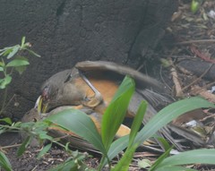 Turdus rufiventris