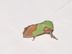 Aergina hilaris