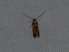 Chrysoclista linneella