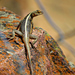 Striped Lava Lizard - Photo (c) Célio Moura Neto, some rights reserved (CC BY)