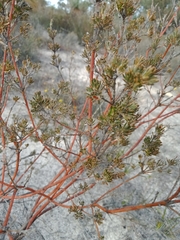 Phyllota pleurandroides