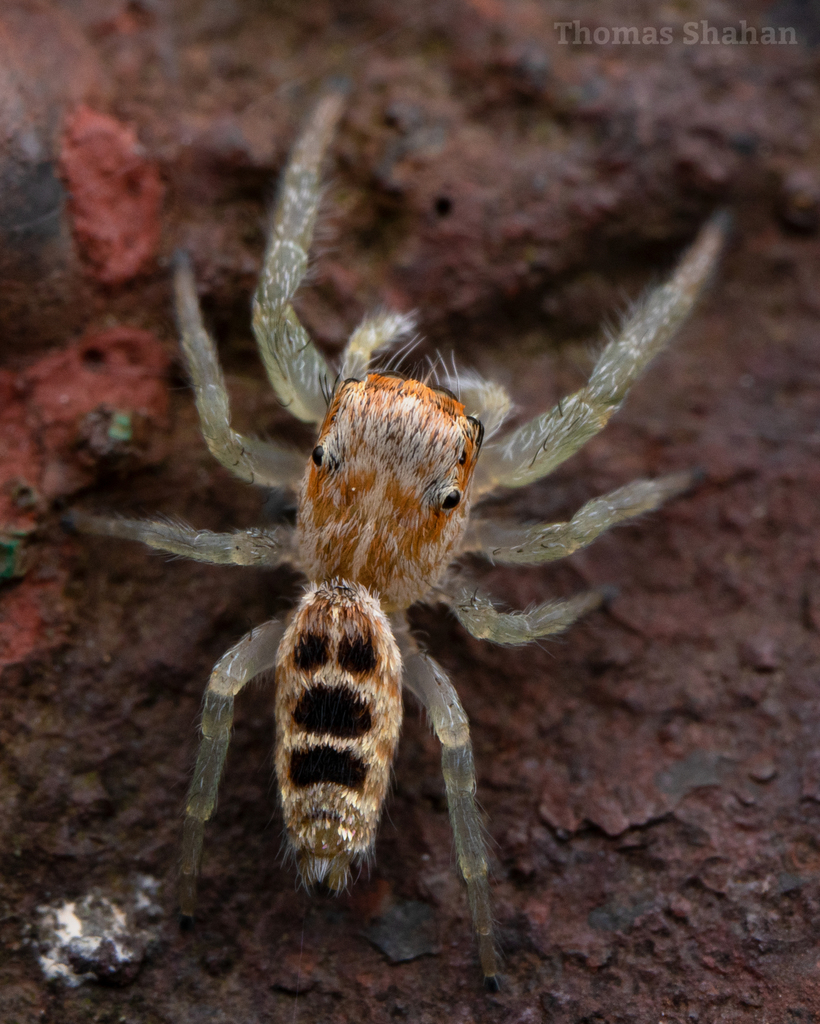 Long Jawed Jumping Spiders In September 2020 By Thomas Shahan · Inaturalist