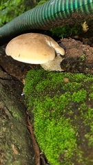 Cyclocybe parasitica
