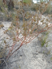 Phyllota pleurandroides