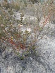 Phyllota pleurandroides