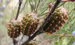 Allocasuarina muelleriana