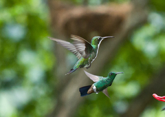 Chlorostilbon mellisugus