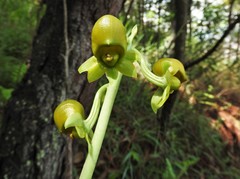 Catasetum ochraceum
