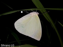 Aphrissa statira statira