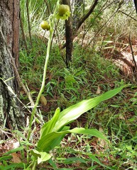 Catasetum ochraceum