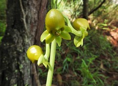 Catasetum ochraceum