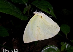 Aphrissa statira statira