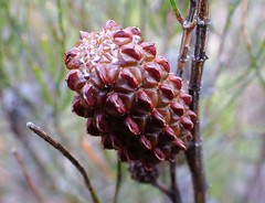 Allocasuarina muelleriana