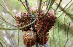 Allocasuarina muelleriana
