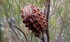 Allocasuarina muelleriana
