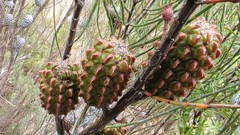 Allocasuarina muelleriana