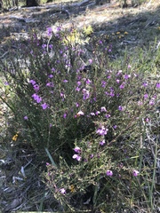 Tetratheca labillardierei