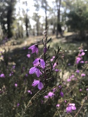 Tetratheca labillardierei