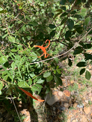 Anisacanthus