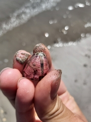 Megabalanus tintinnabulum