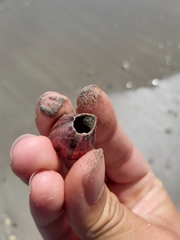 Megabalanus tintinnabulum