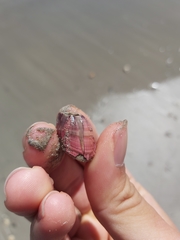 Megabalanus tintinnabulum