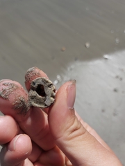 Megabalanus tintinnabulum