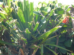 Dracaena reflexa angustifolia