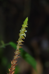 Cyclopogon peruvianus