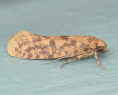 Cephitinea obscurostrigella