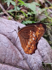 Oxeoschistus protogenia