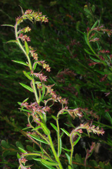 Gonocarpus elatus