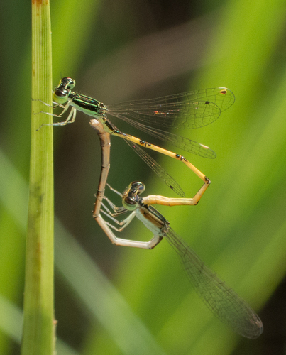 Citrine Forktail