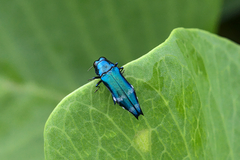 Agrilus acutus