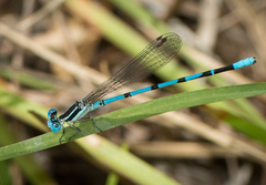 Argia bipunctulata