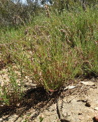 Gonocarpus elatus