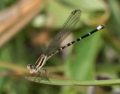 Argia bipunctulata