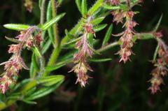Gonocarpus elatus
