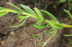 Gonocarpus elatus