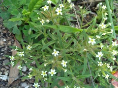 Polycarena silenoides