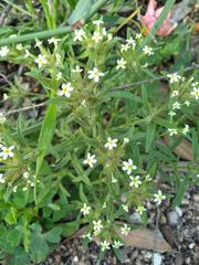Polycarena silenoides