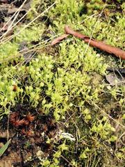 Brachyscome perpusilla